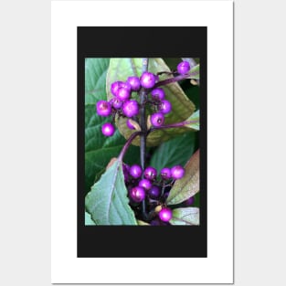 Magical Deep Purple Forest Berries Posters and Art